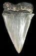 Large, Fossil Mako Shark Tooth - South Carolina #45824-1